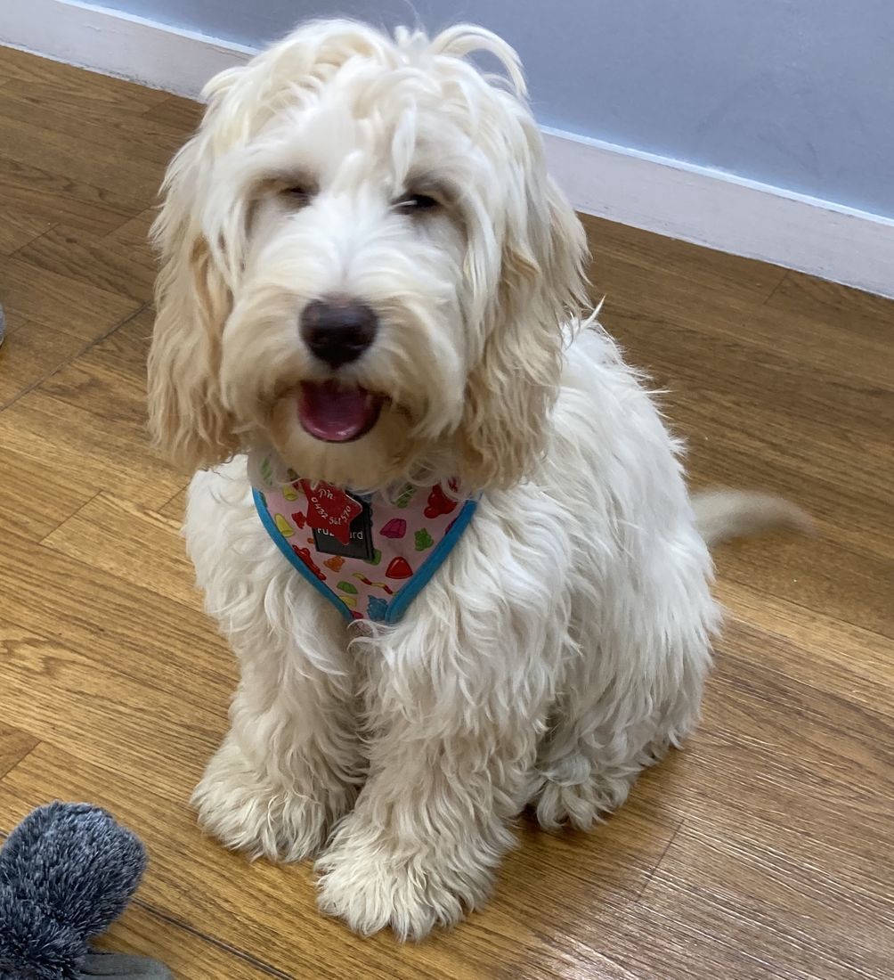 puppy preschool puppy with toy